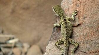 Explore The Collection Reptiles Lizards Lizard