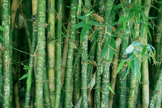 Bamboo By Thedarksurge