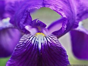 Big Purple Iris Flowers Background Wallpaper Here You Can