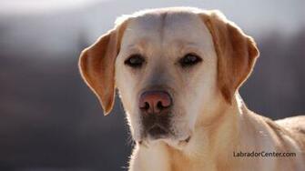 Labrador Center Retriever Desktop And Background Image