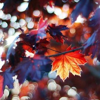 Best Autumn iPad Wallpaper HD