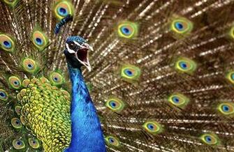 Colorful Peafowl With Feathers Wallpaper HD