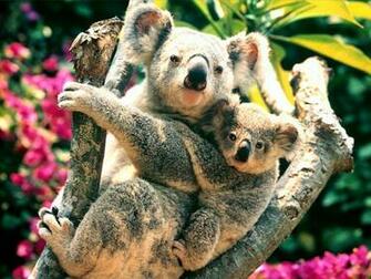 Kali Wallpaper Cute Koala Bear HD