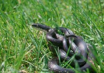 Black Snake Wallpaper Picture