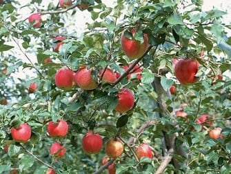 Apples Abundant Harvest Of Fruit On Tree Apple