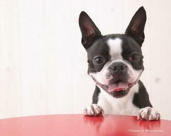 Boston Terrier Wallpaper