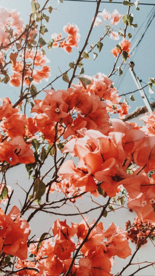 Spring Aesthetic Wallpaper
