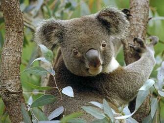 Koala In Eucalyptus Tree Australia Photography Desktop