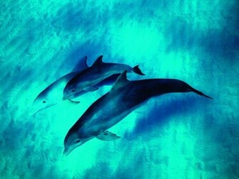Related Wallpaper Animals Dolphins Dolphin