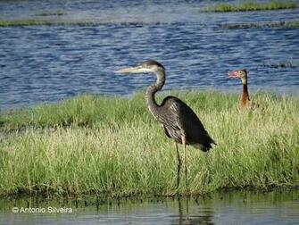 Great Blue Heron Ardea Herodias Adult On Wetland Background