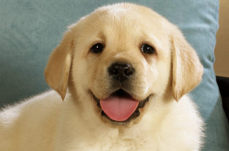 Cute Dog Wallpaper HD Net
