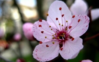 Sakura Flower Wallpaper