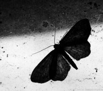 Moth Wallpaper X Net