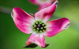Magnolia Wallpaper Flower
