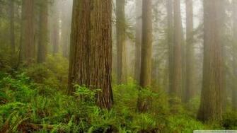 Redwoods Wallpaper On