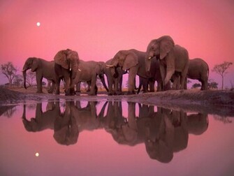 Elephant Party Desktop Pc And Mac Wallpaper