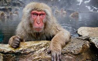 Japanese Macaque Wallpaper X Net