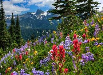 Rainier National Park Mountains Meadow Flowers Wallpaper Background