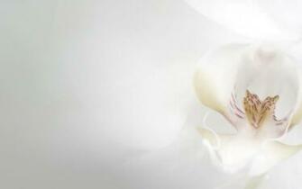 Background White Gallery Wedding Design