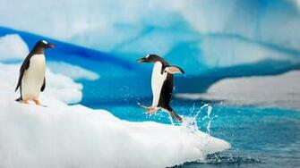 Penguin Wallpaper Best