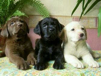Beautiful Wallpaper Labrador