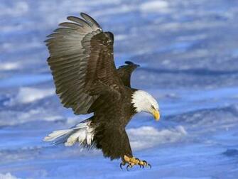 Birds Of Prey Screensaver