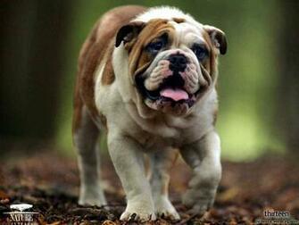 HD Wallpaper Pitbull Dog