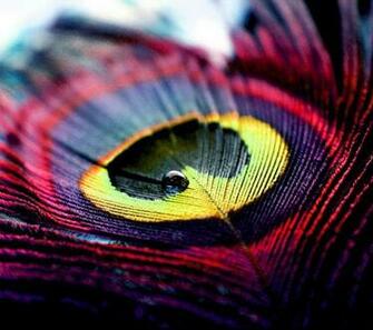 Peacock Feather Wallpaper