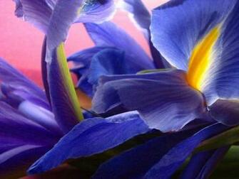Purple Irises Wallpaper