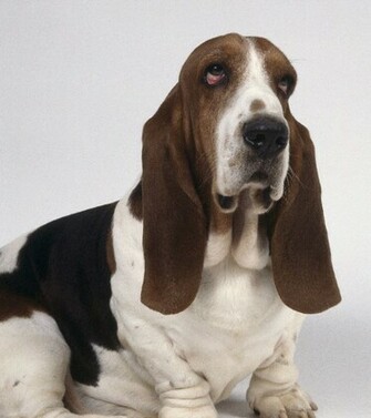 Basset Hound Funny Puppies Animal Wallpaper