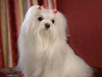 Maltese Dogs Wallpaper