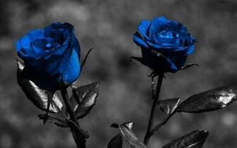 Blue Roses With Black Screen Wallpaper Full HD
