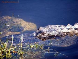 Alligator Close Up Image