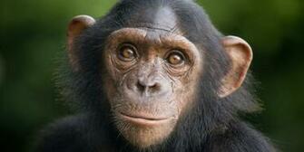 Young Chimpanzee Wallpaper And Background Image Id