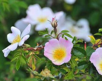 Livingwalls Photo Wallpaper Blumen Dd100776