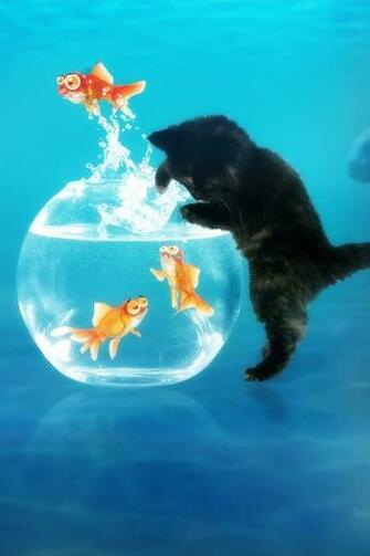 Cute Cat And Fish Wallpaper For Ipod Touch