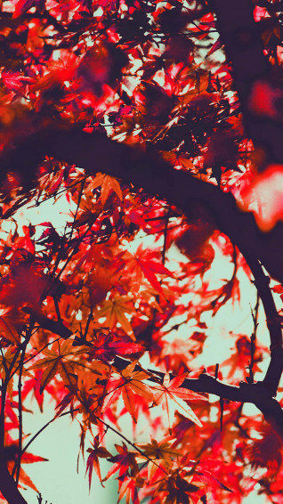 Enjoy The Autumn Colours With iPhone Plus Wallpaper