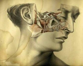 Human Anatomy Wallpaper Image Pictures Becuo