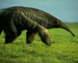 Giant Anteater Wallpaper