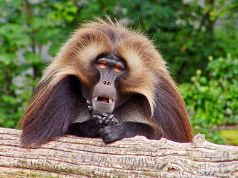 Baboon Wallpaper