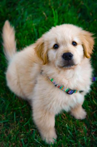 Puppy Wallpaper HD Hq