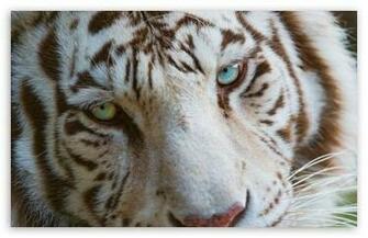 Angry Tiger Eyes Wallpaper Pixshark Image