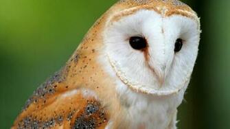 Barn Owl Wallpaper