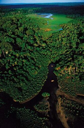 Congo Rainforest Wallpaper Imgkid The Image