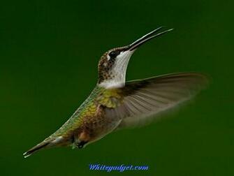 Hummingbird Wallpaper Image Jpg