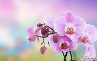 Flowers Background Flower Wallpaper Image Of