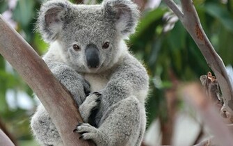 Koala Wallpaper