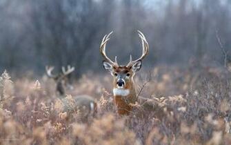 White Tailed Deer In Jungle HD Wallpaper Famous