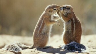 Chipmunk Couple HD Wallpaper