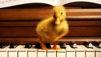 Baby Duck Background Wallpaper